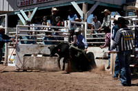 Steers