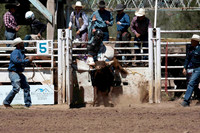 Bulls