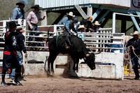 Steers