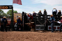 Steers