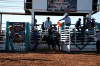 Lady Steers