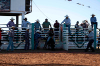 Steers