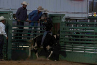 Steers