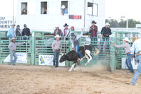 Ladies Steers
