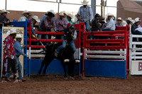 Ladies Steers
