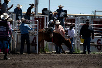 Steers